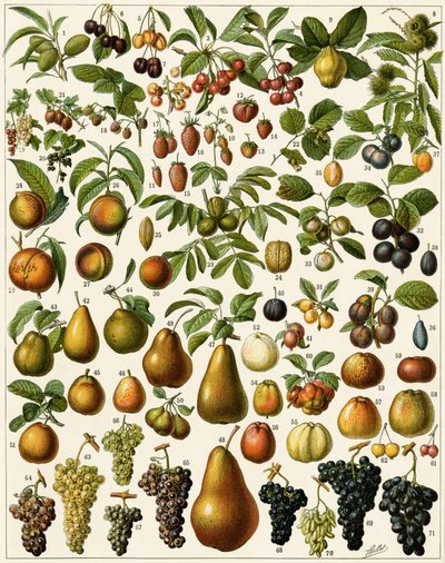 Mezőgazdaság: Ehető gyümölcsöket (cseresznye, málna, eper, áfonya, őszibarack, sárgabarack, dió, szőlő, körte, mogyoró, füge, alma, szilva...) ábrázoló botanikai tábla. Színes litográfia. alkotó: Unknown artist