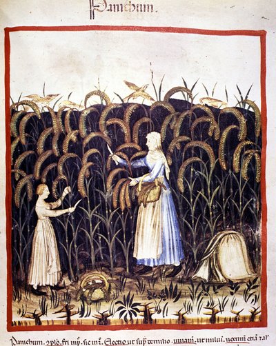 Mezőgazdaság. Recolle pánik (gabona). Megvilágítás az orvostudomány és a dietetika fejéséből "" Tacuinum sanitatis"" alkotó: Unknown artist