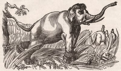 Egy elefánt fogságba esett a Savannában, Afrikában alkotó: Unknown