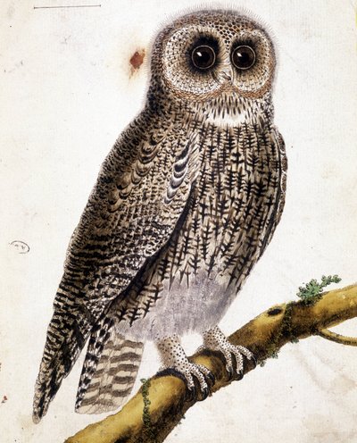 Egy bagoly. 19. századi metszet. alkotó: Unknown artist