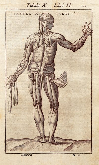 Anatómiai tábla, amely egy férfit ábrázol a hátán. Juan Valverde De Amusco (1525-1588) metszet az „Anatomia Corporis Humani”-ba. Barcelona. Biblioteca de Catalunya (Katalán Nemzeti Könyvtár, Barcelona). alkotó: Unknown artist