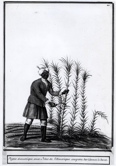 Antillák, házi néger cukornádvágás. alkotó: Unknown artist