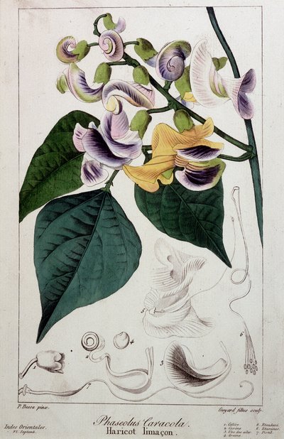 Babcsiga (phaseolus caracola), botanikai tábla alkotó: Unknown artist