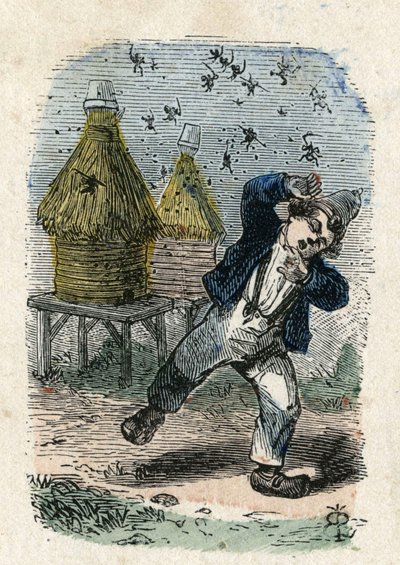 A méhek megtámadnak egy gyereket a kaptáruk közelében. Illusztráció 19. század. Bianchetti kollekció alkotó: Unknown artist