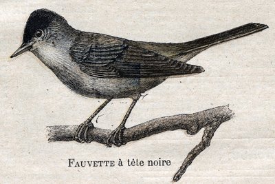 Mezőgazdaságban hasznos madarak: Feketelábú poszcsa alkotó: Unknown artist