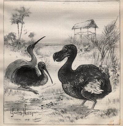 Eltűnő madarak: a dodo (vagy dronte) és az apteryx (vagy kiwi kiwi) - Metszet a „” La Science francaise”-ben” alkotó: Unknown artist
