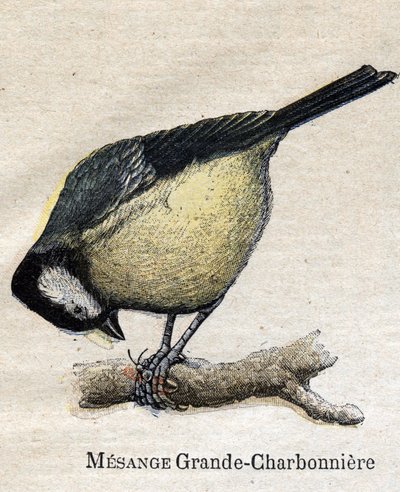 Mezőgazdaságban hasznos madarak: Big Chickadee - Szén alkotó: Unknown artist