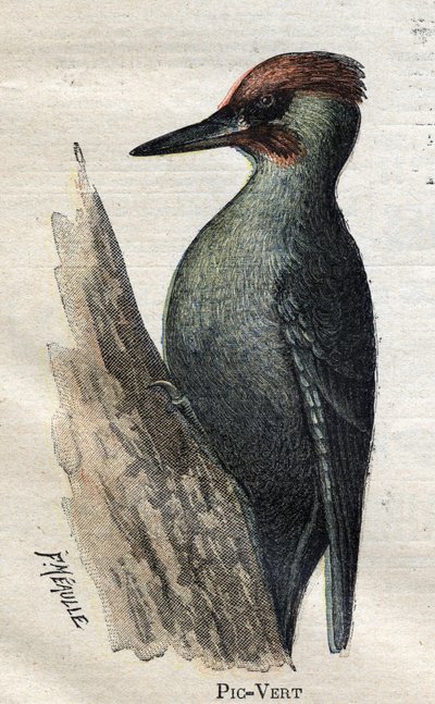Gazdálkodáshoz hasznos madarak: Zöld harkály alkotó: Unknown artist