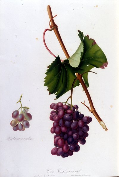 Fekete szőlő. 19. századi metszet. alkotó: Unknown artist