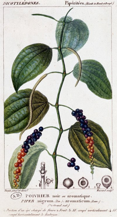 Fekete vagy aromás borsos étel - botanikai tábla. 19. század. alkotó: Unknown artist