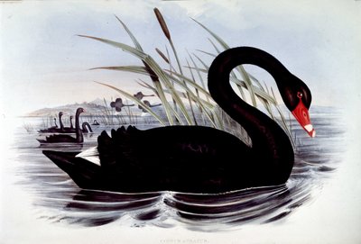 Fekete hattyú (cygnus atratus) – J. Gould Ausztrália madarai című művéből, 19. század elején. alkotó: Unknown artist