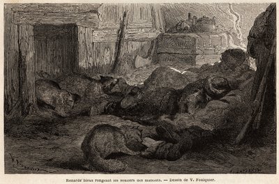 A megfigyelőállomás menedékében alvó tengerészek cipőjét rágcsáló kék rókák, V. Foulquier rajza a Spitzberg szemléltetésére alkotó: Unknown artist