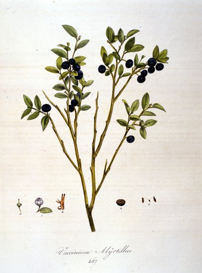 Áfonya:: 19. századi botanikai tábla. alkotó: Unknown artist