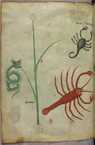 Botanikai és állati illusztráció. alkotó: Unknown artist