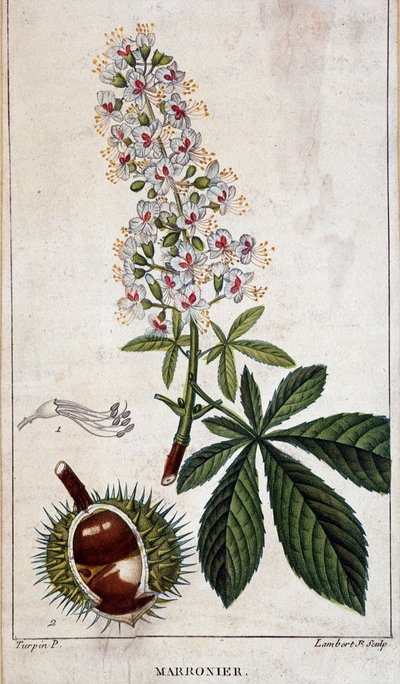 Botanikai tábla - Gesztenyefa virágai, levelei és gyümölcsei alkotó: Unknown artist
