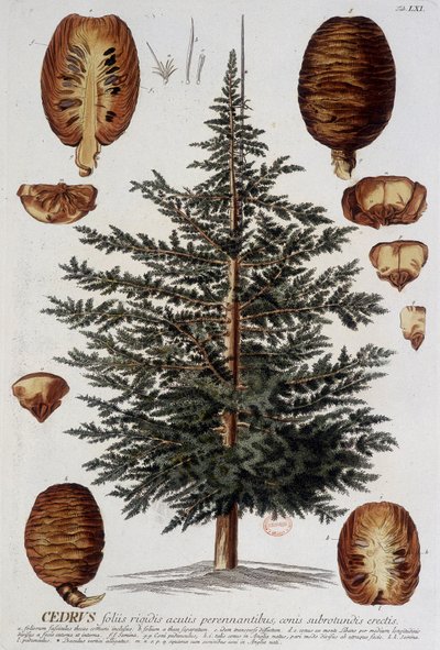 Botanikai tábla: Cédrus. n.d. 19. század. alkotó: Unknown artist