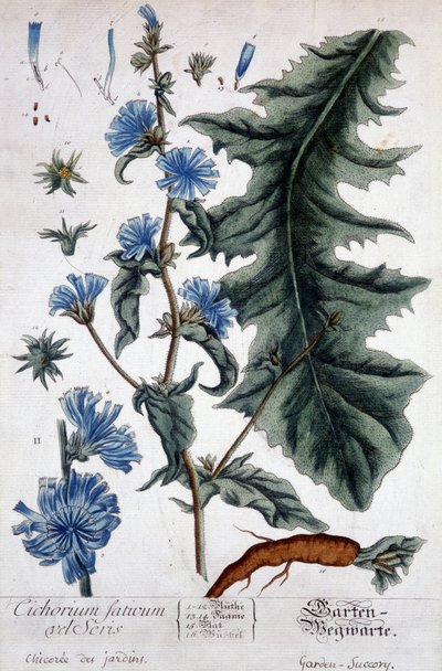 Növénytani tábla: cichorium factivum velseris (kertek chicoree). alkotó: Unknown artist