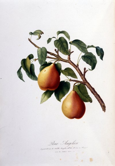 Botanikai tábla, amely az angyalkát ábrázolja. 1820-1822 alkotó: Unknown artist