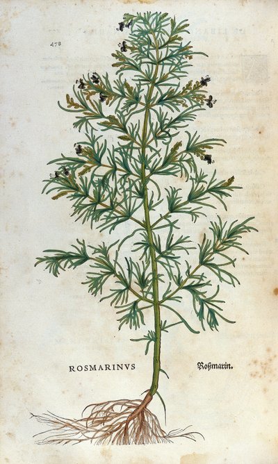 Botanikai tábla: rozmaring (rosmarinus). Lheonard Fuchs Herbárium, „” Historia Stirpium”, Bale alkotó: Unknown artist