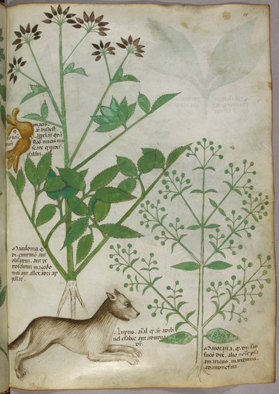 Egy növény és egy farkas botanikai illusztrációja. alkotó: Unknown artist