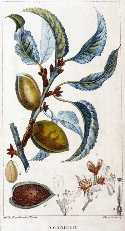 A mandulafa ága, virága és gyümölcse - botanikai tábla alkotó: Unknown artist