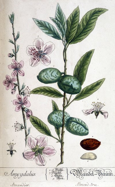 A mandulafa ága, virága és gyümölcse - botanikai tábla alkotó: Unknown artist