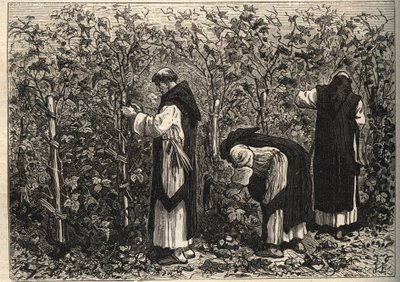 Bordó szerzetesek szőlőt termesztenek - Louis Figuier - 19. század vége alkotó: Unknown artist