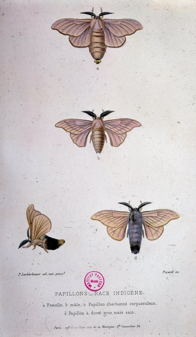 Pillangók: Selyemhernyó-kór – Pasteur tanulmánya alkotó: Unknown artist