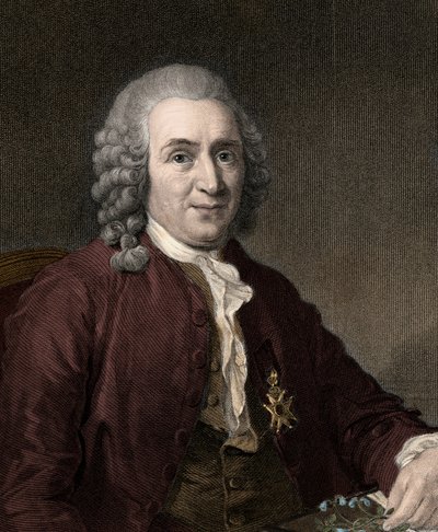 Carl Von Linne - metszet - 19. század alkotó: Unknown artist