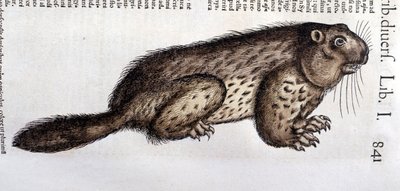 Castor - Conrad Gesner (1516-1565), Tiguri "Az állatok története" című művében alkotó: Unknown artist
