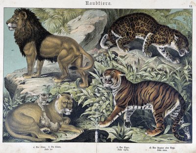 Macskák: oroszlán, oroszlán, tigris - in “” Natural Histories of mammals”, szerk. Schreiber alkotó: Unknown artist