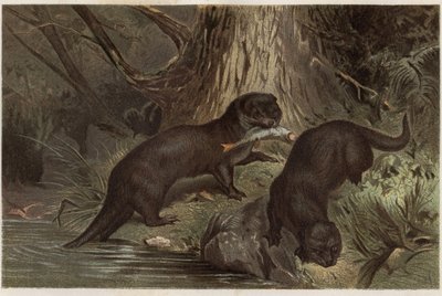 Chilei vidra – A déli folyami vidra, Lontra provocax – metszet Alfred Edmund Brehm (1829-1884) „” Brehm