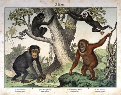 Csimpánzmajmok, orang utan (orang-utan, orang orang, orang-utang)... - in “” Natural History of mammals””, szerk. Schreiber, München alkotó: Unknown artist