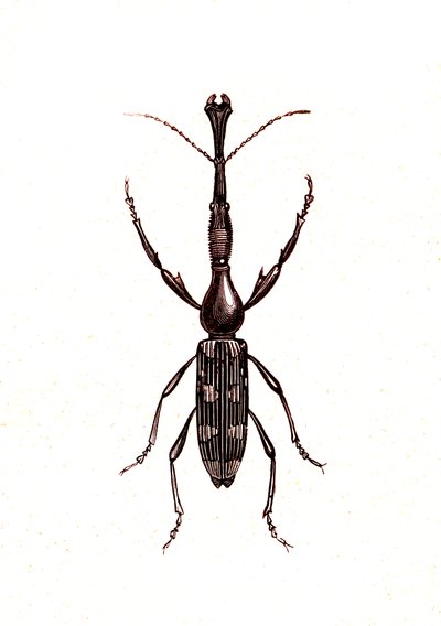 Coleoptera: Brenthus Temminchii alkotó: Unknown artist