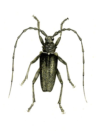 Coleoptera: Cerambyx heros alkotó: Unknown artist