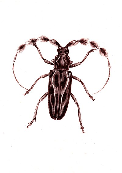 Coleoptera: Lophocerus barbatus alkotó: Unknown artist