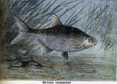 Közönséges Breme. Metszet 1897-ből alkotó: Unknown artist