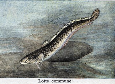 Közönséges Lotte-metszet 1898-ból alkotó: Unknown artist