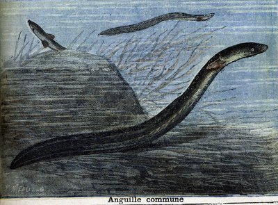 Közönséges angolna. Metszet 1897-ből alkotó: Unknown artist