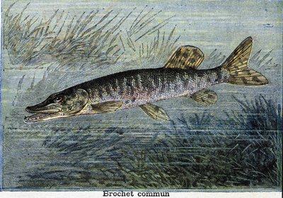 Közönséges csuka. Metszet 1897-ből alkotó: Unknown artist