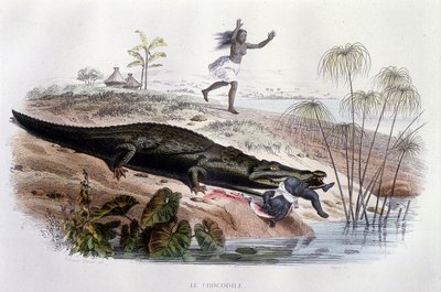Egy kisgyereket felfaló krokodil – Lacépède „Histoire Naturelle”-jében, szerk. Veurne, Párizs alkotó: Unknown artist