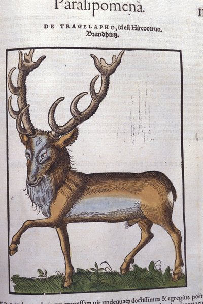 Szarvas a Historia animalium nyomán, Konrad Gesner, Tiguri alkotó: Unknown artist