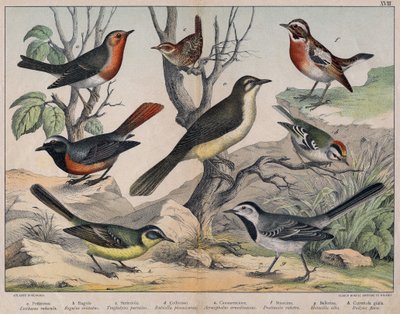 Diverses illustration of birds "History" natural birds". szerk. Hoepli, Milánó alkotó: Unknown Artist