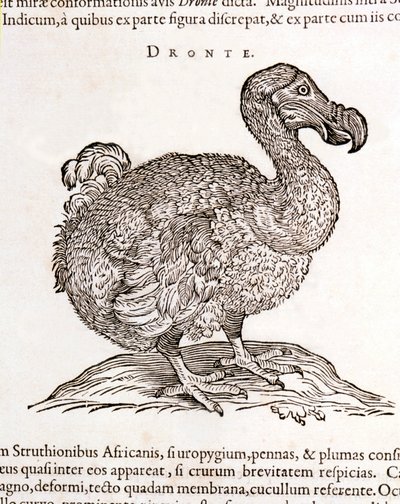 Dodo vagy Dronte. Madár eltűnt – William Piso, Amszterdam "Természeti és orvosi kérdésekről Indiában" című művében alkotó: Unknown artist