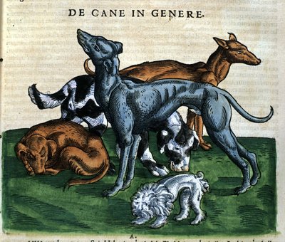 Kutyák a Historia Animaliumból, Conrad Gesner, Tiguri, 1560. Biblioteca Nazionale Braidense. Milánó alkotó: Unknown artist