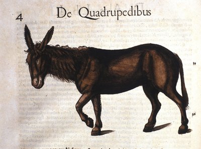 Szamár a Historia Animaliumból, Conrad Gesner, Tiguri 1560 alkotó: Unknown artist