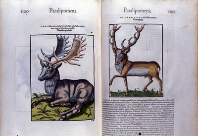 Kétoldalas szarvas a Historia Animaliumban, Conrad Gesner (1516-1565), Tiguri alkotó: Unknown artist