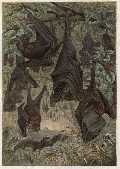 Egyiptomi gyümölcsdenevér vagy egyiptomi rousette (Rousettus aegyptiacus) - metszet Alfred Edmund Brehm (1829-1884) "" Brehm