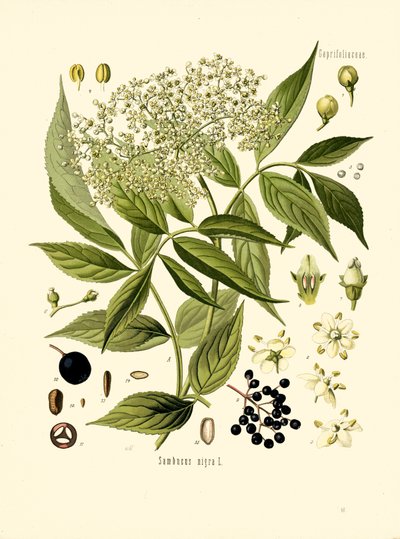 Elder Bore Tree (színes litó) alkotó: Unknown artist