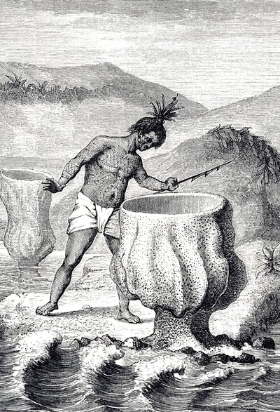 Metszet, amely a Neptunusz Serlegének (Thalassema Neptune) nevezett szivacsfajtát ábrázolja alkotó: Unknown artist